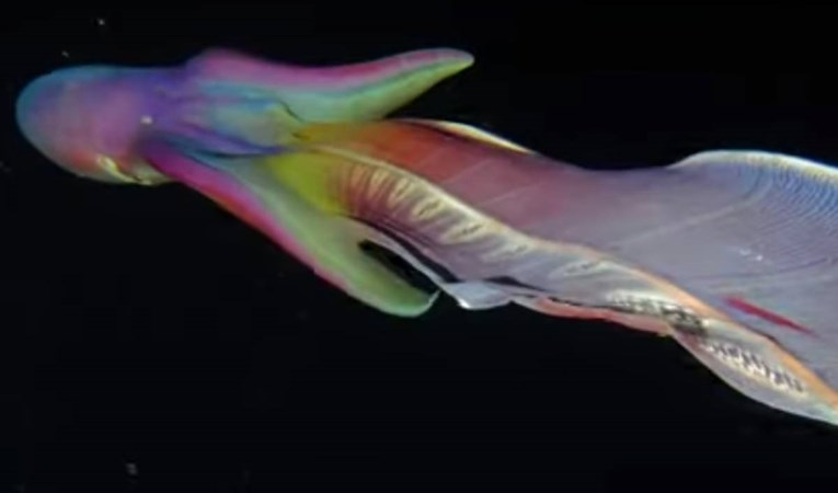 VIDEO Rijedak prizor: Kod Filipina snimljene dvije hobotnice u duginim bojama